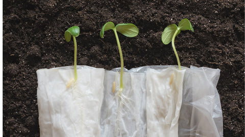 sprouted seeds in a wet paper towel