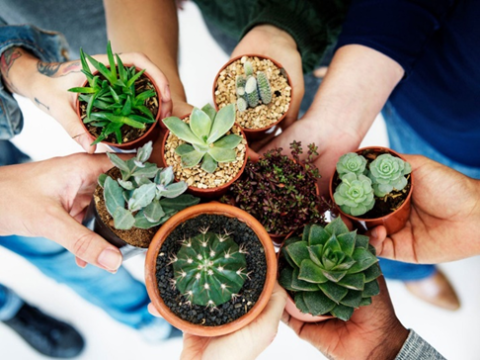 plant swap image