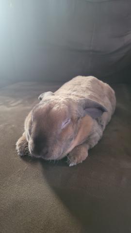 brown bunny sleeping