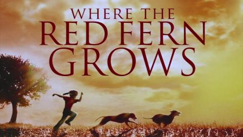 red fern