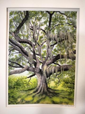 Painting of a large oak tree