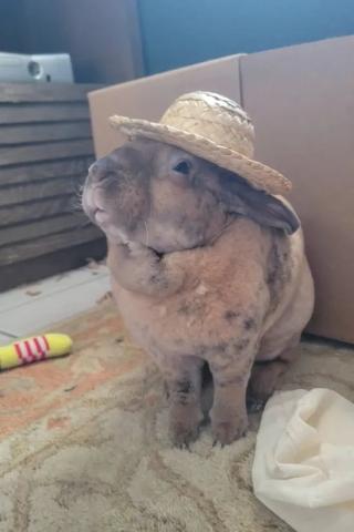 Cream colored rabbit wearing a small straw hat standing in front of a cardboard box