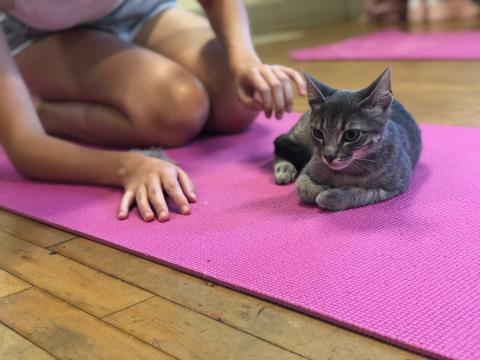 An illustration of a kitten on a yoga mat with a person reaching out to pet it.